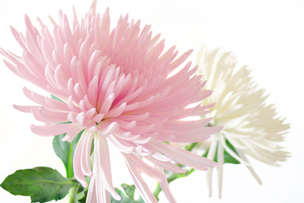 365日24時間ご対応 ご自宅訪問での火葬イメージ写真